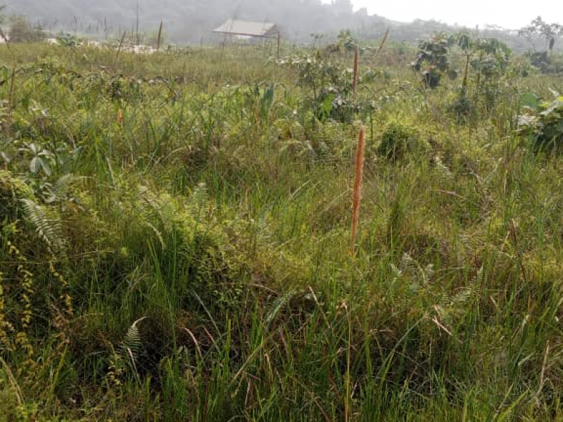 Vente 3 hectares et demi au bord de la rivière nsele très bon emplacement non loin de macadam